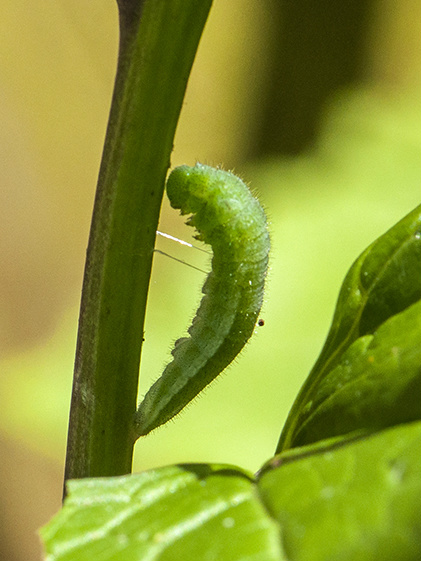 Orange Tip larva pupating - Bob Clift 2016